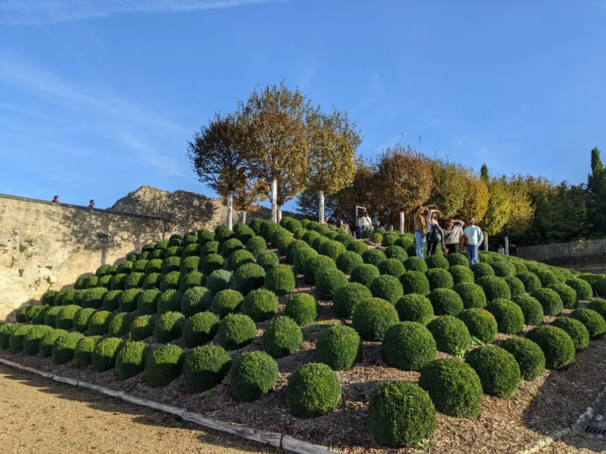 Chequerboard bed of box on the ramparts of the château
