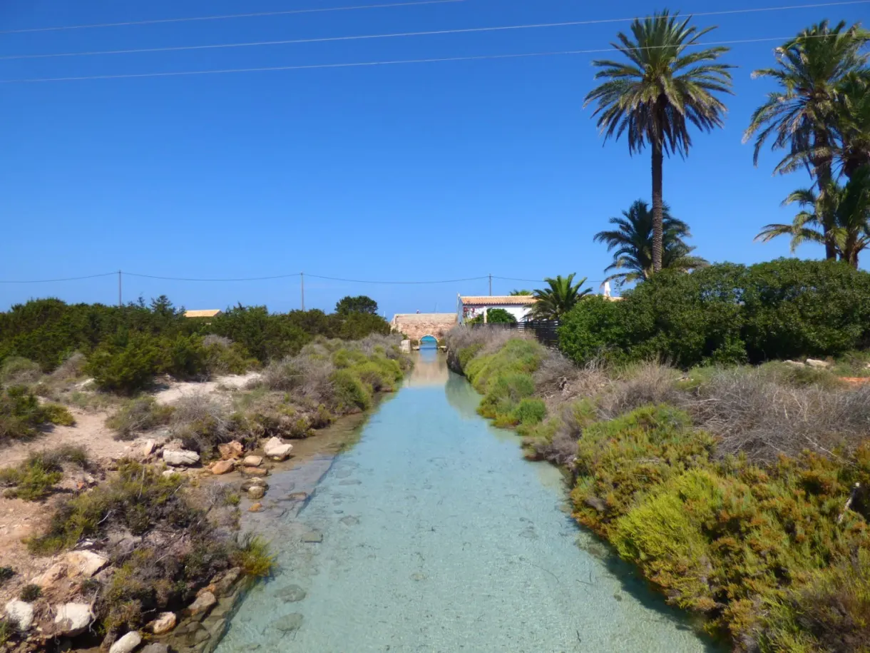Sandy path lined with scrub and palm trees