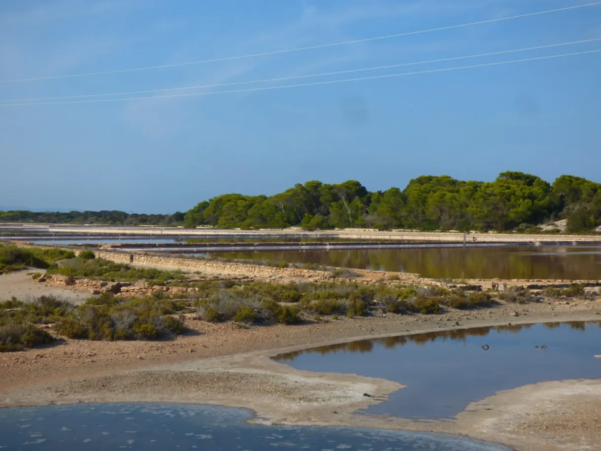Flat pond bordered by a low pine wood