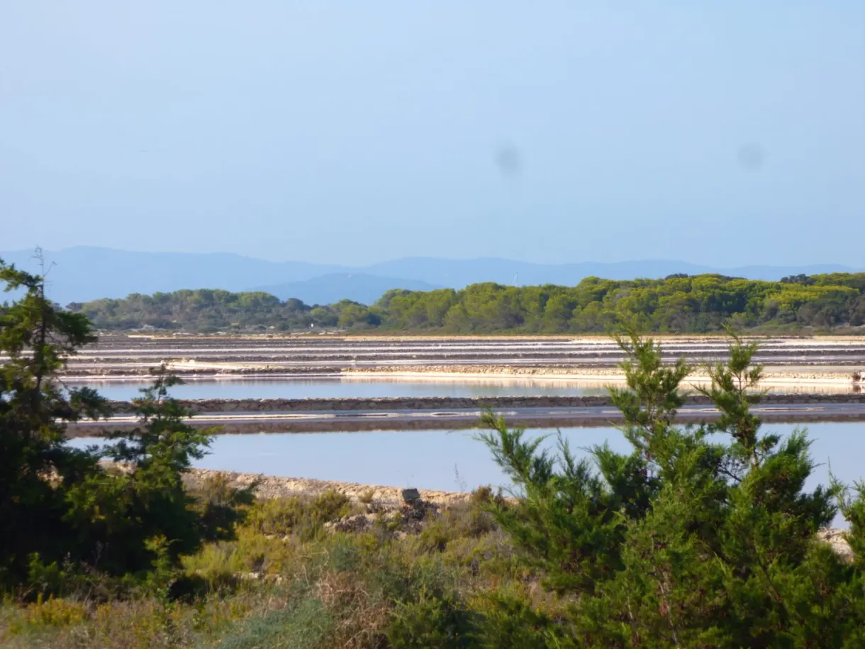 Salt pans glimpsed behind the bushes