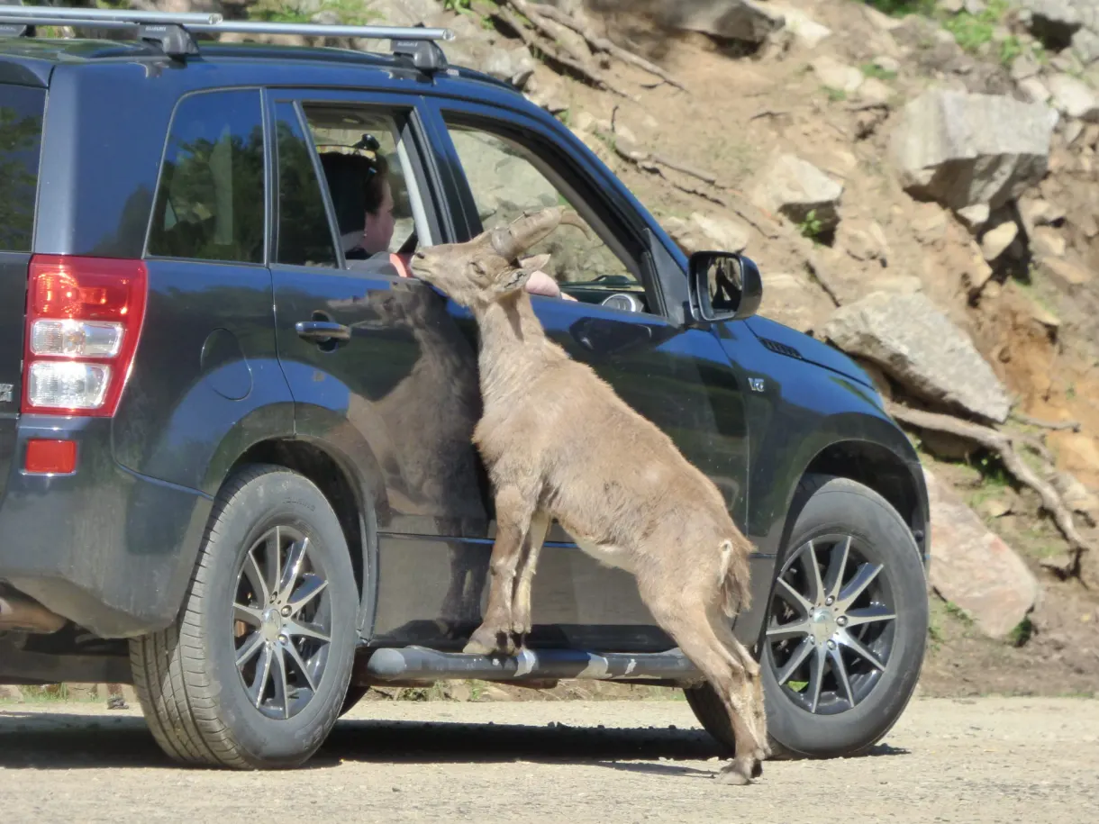 Cerf dressé contre la portière d'une voiture
