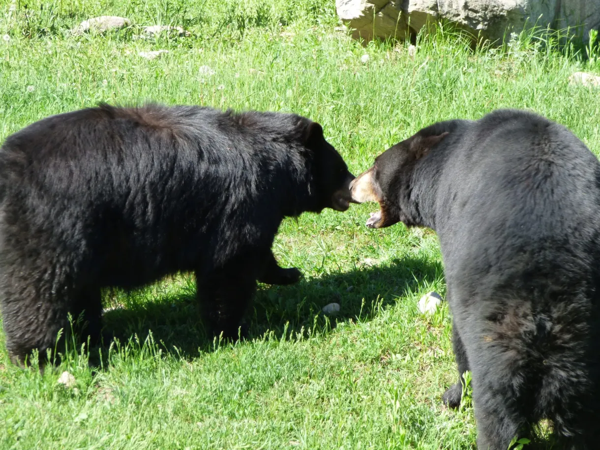 Deux ours noirs se faisant face dans l'herbe
