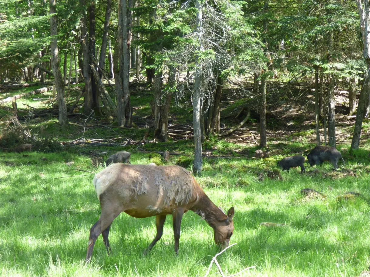 Wapiti broutant dans une clairière ensoleillée