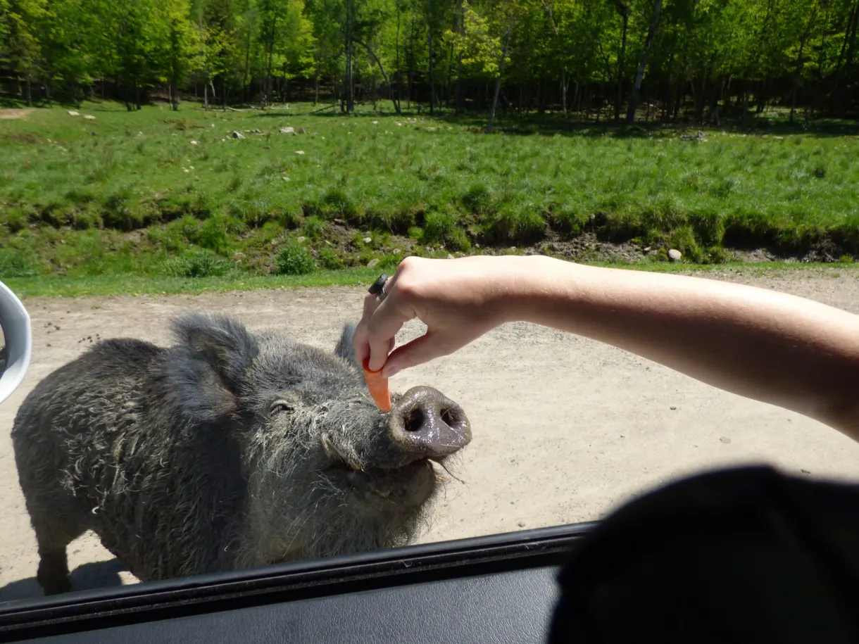 Main tendant une carotte à un cochon laineux