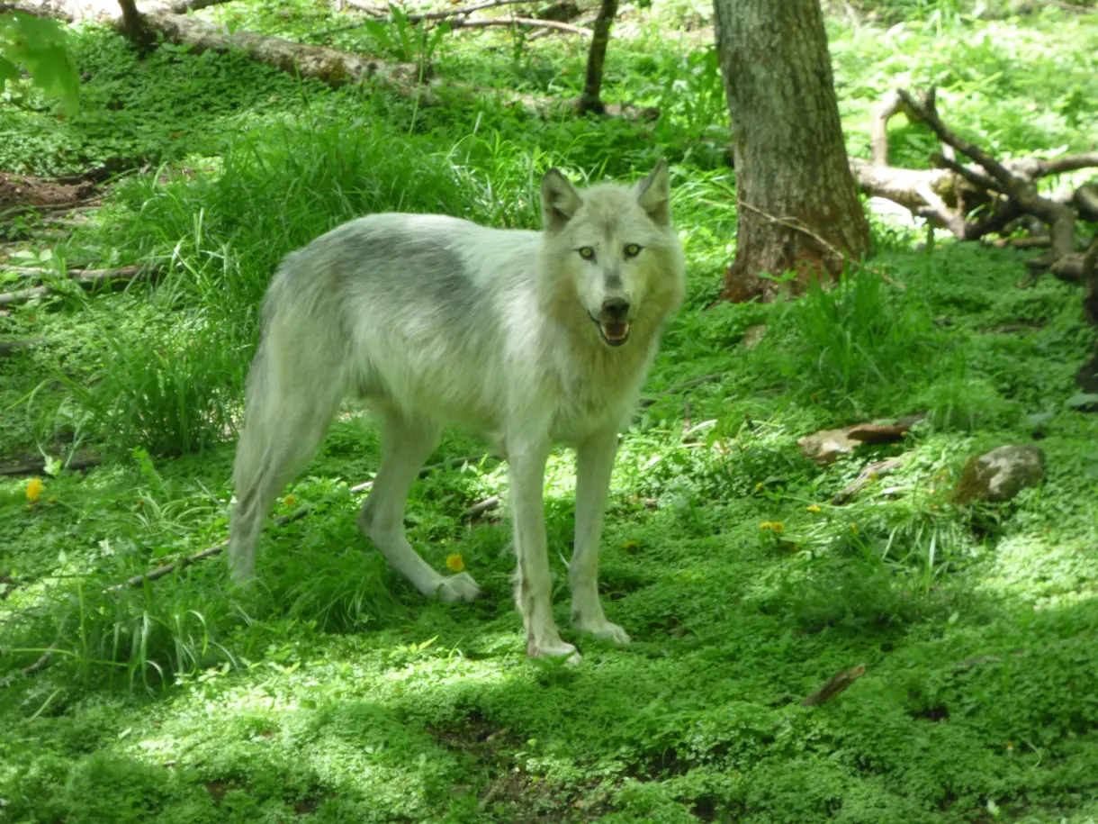 Loup blanc dressé dans le sous-bois verdoyant