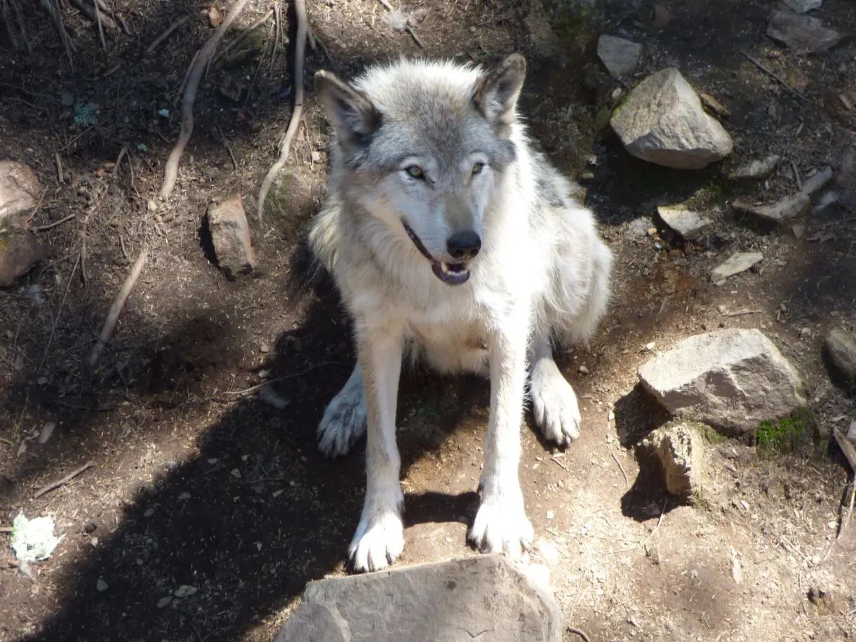 Loup gris allongé au soleil sur les rochers
