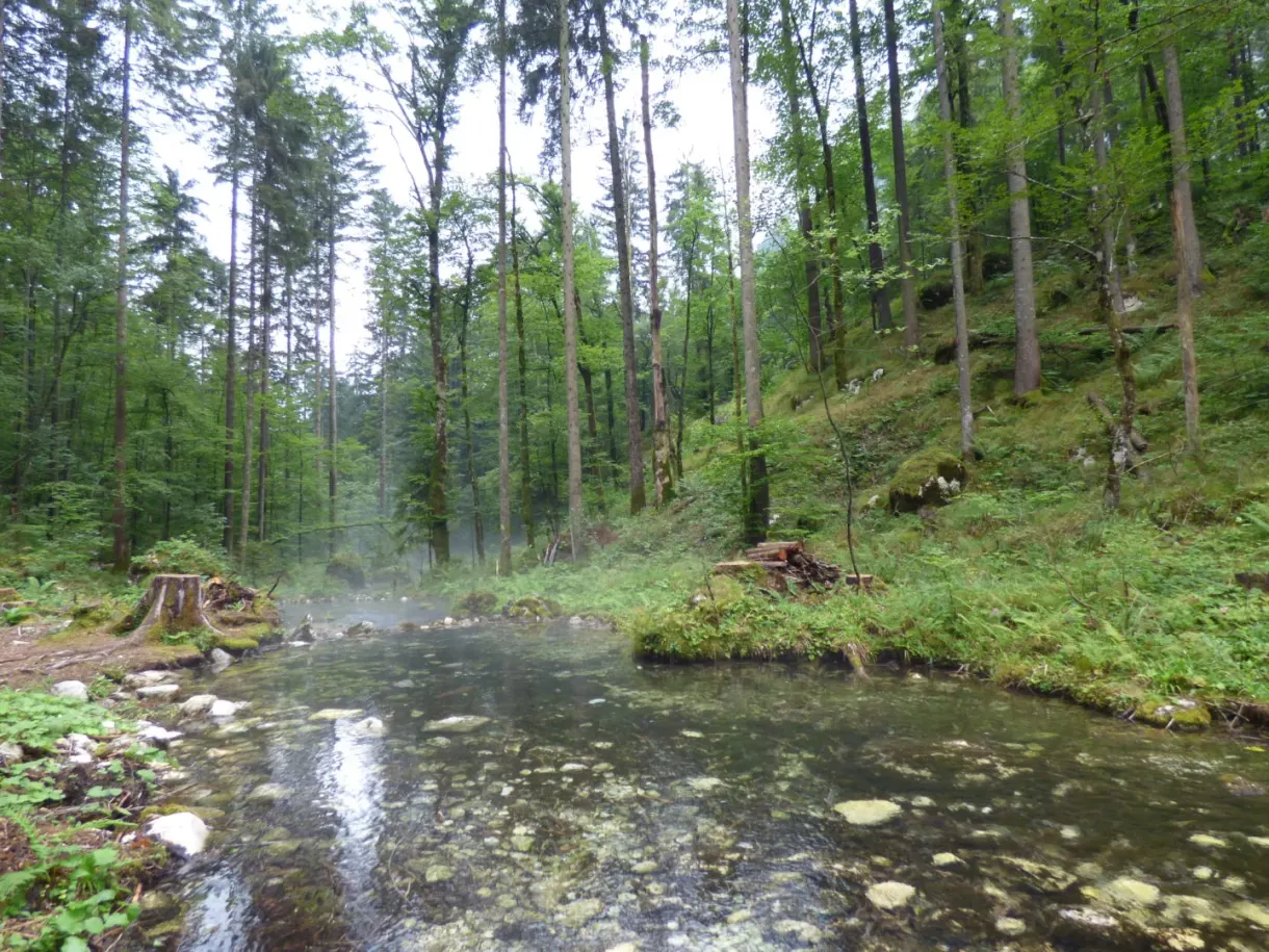 Crystal clear spring in the middle of a conifer forest
