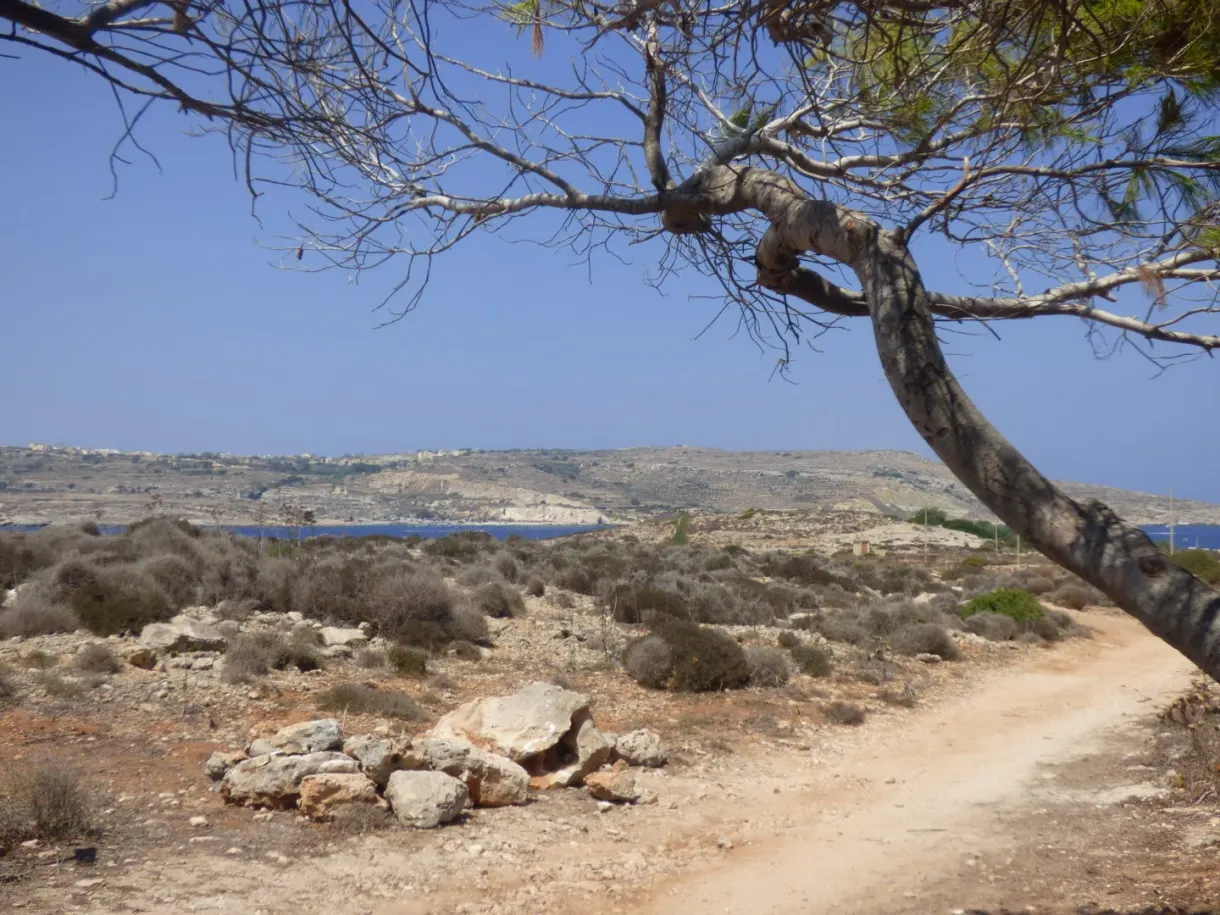 Tree leaning over the stony path