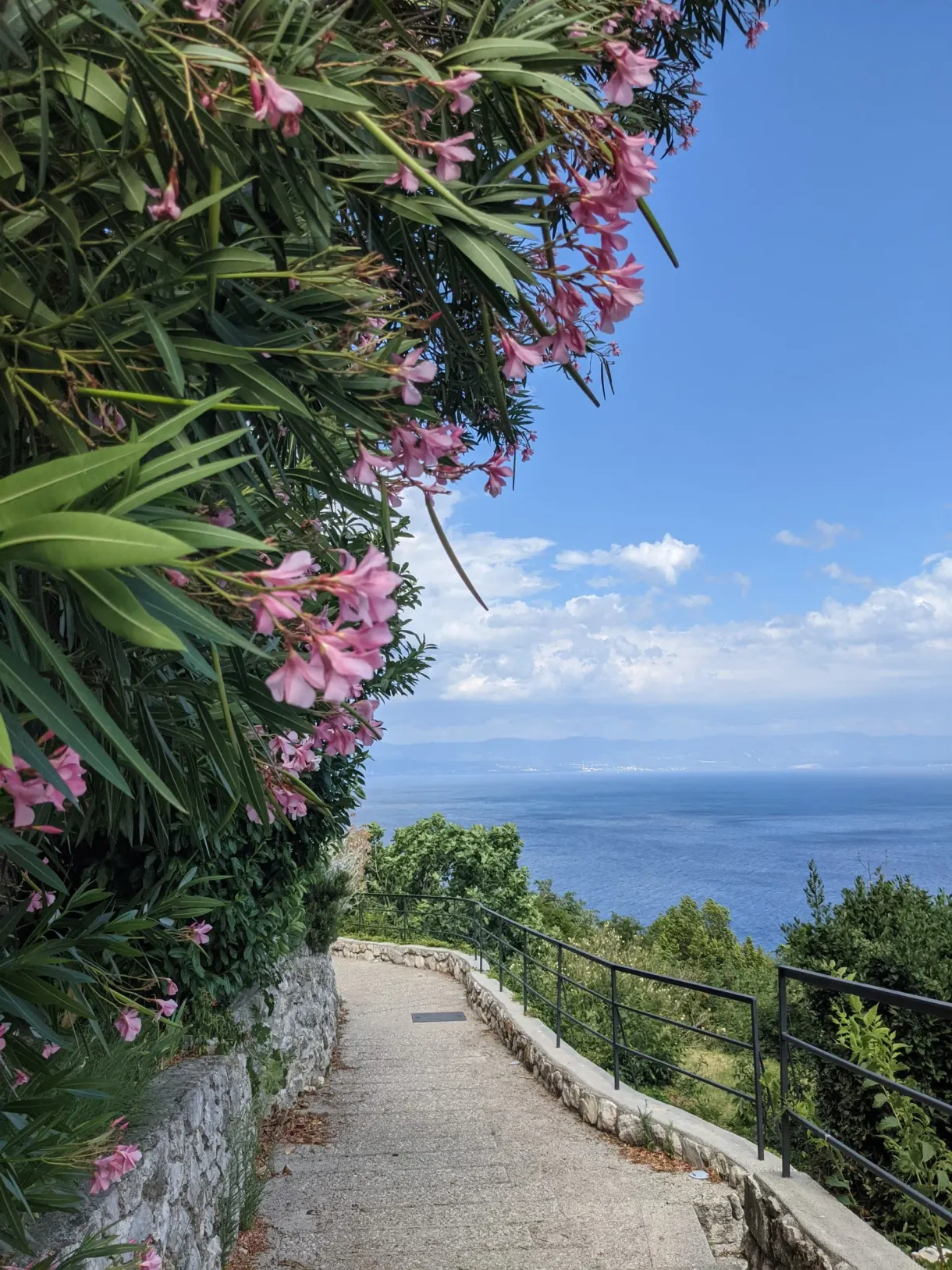 Oleander overhanging a walking path facing the sea