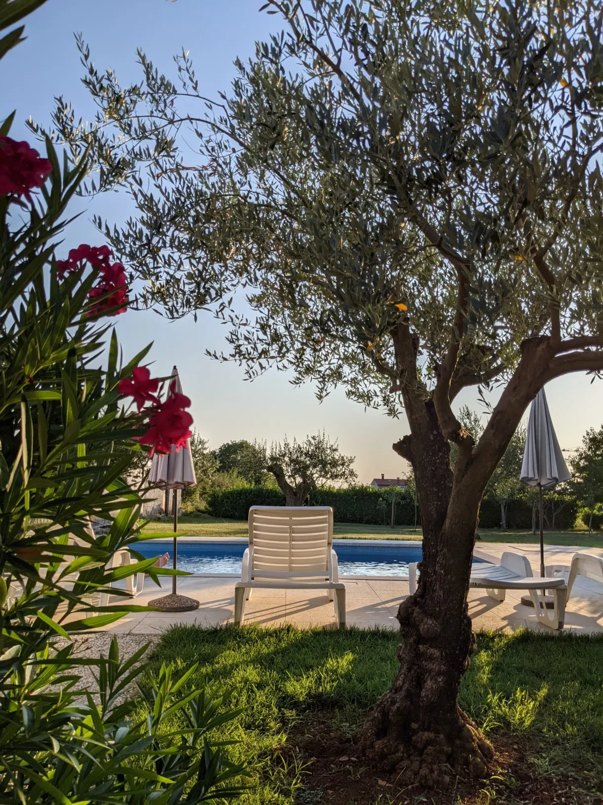 Olive tree and oleander in front of the pool at dusk