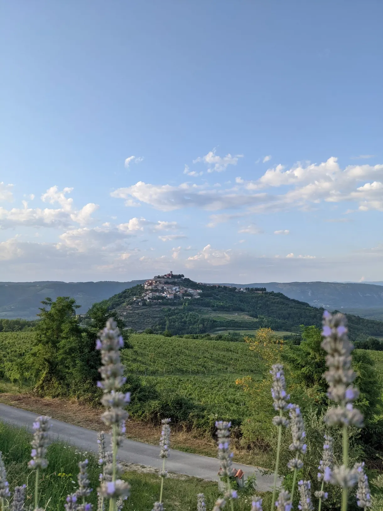 The hill of Motovun rising from the vineyards behind lavender stems