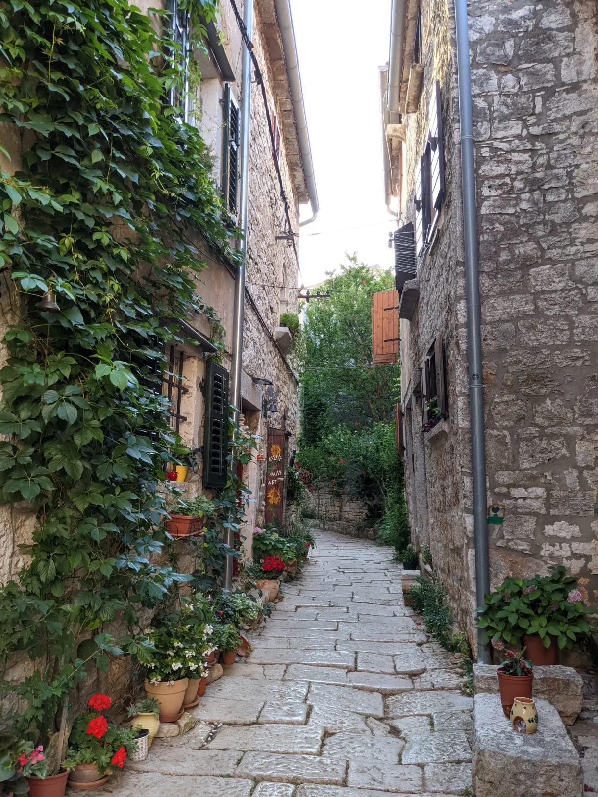 Cobbled lane covered with ivy and flower pots in Bale