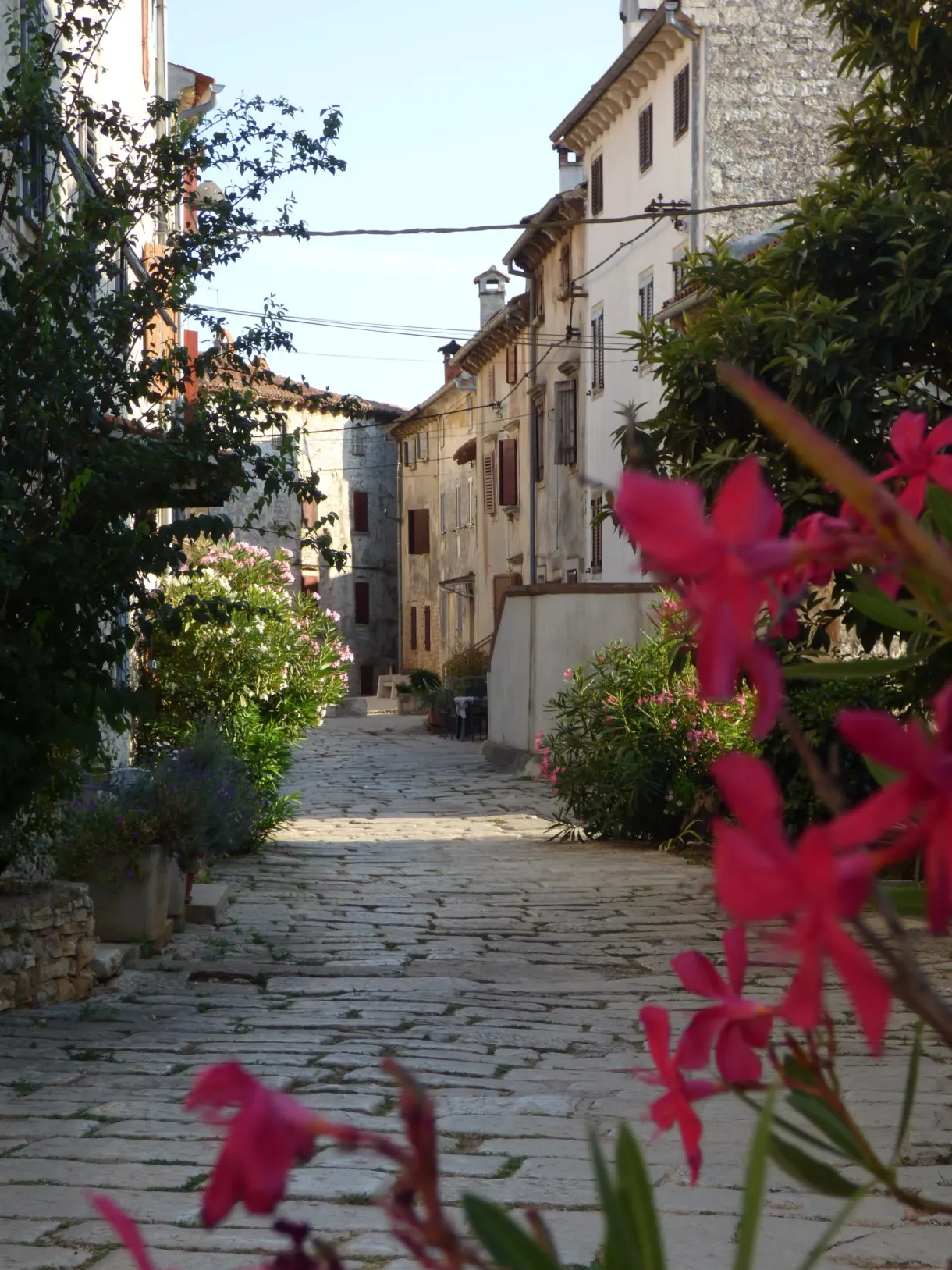 Fuchsia oleanders in front of a sloping cobbled lane in Bale
