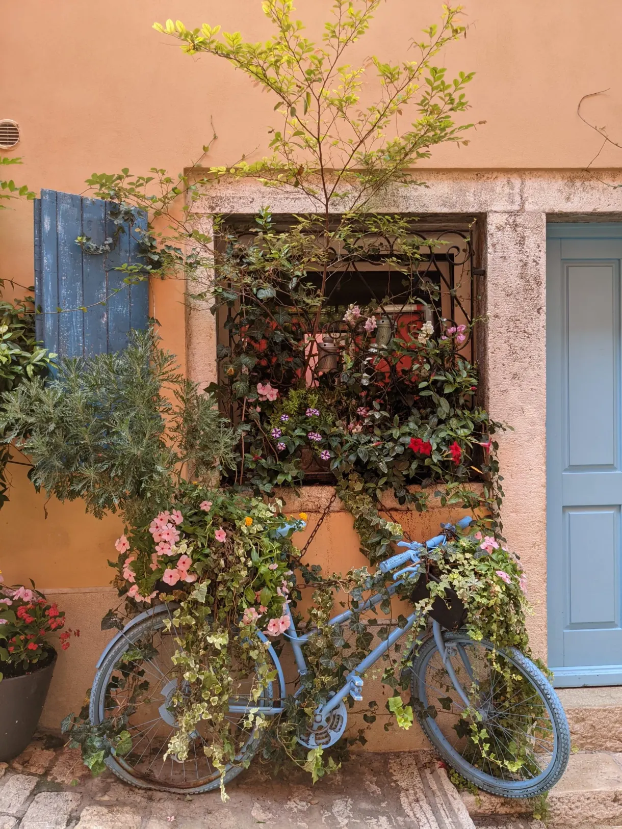 Blue bicycle leaning under a flowered window on a salmon wall, Rovinj