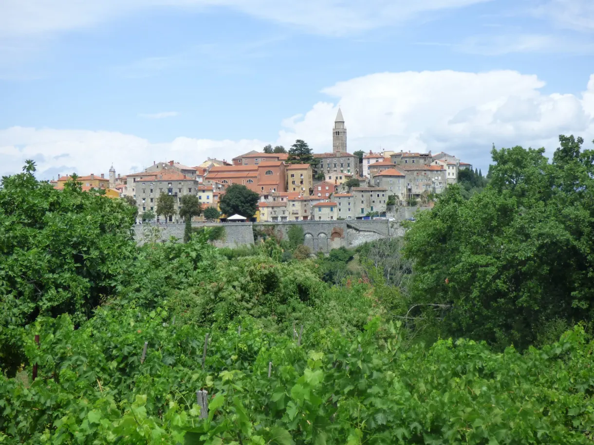 Labin perched on its hill above a sea of greenery