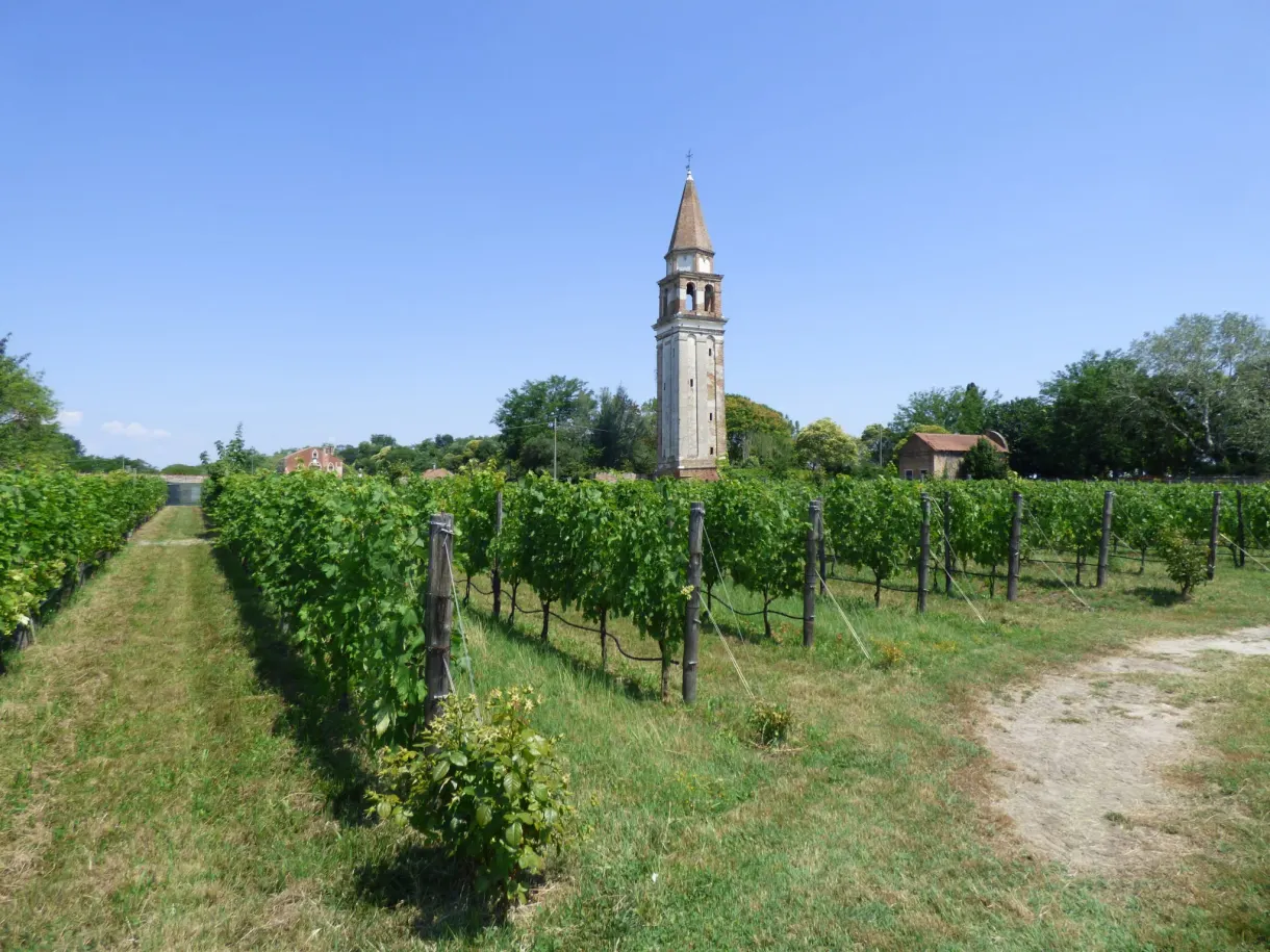 Campanile penché dominant des rangs de vigne