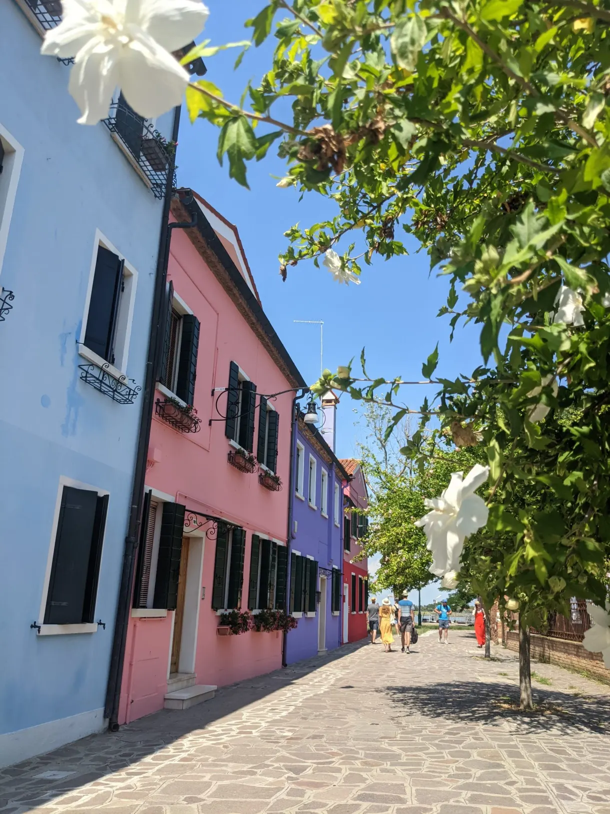 Ruelle pavée et façades pastel derrière un feuillage de citronnier