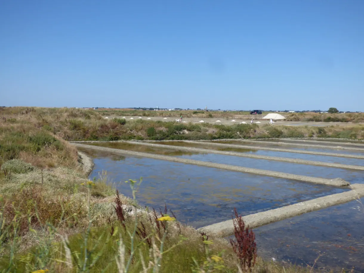 Basins of the salt marshes behind a curtain of tall grasses