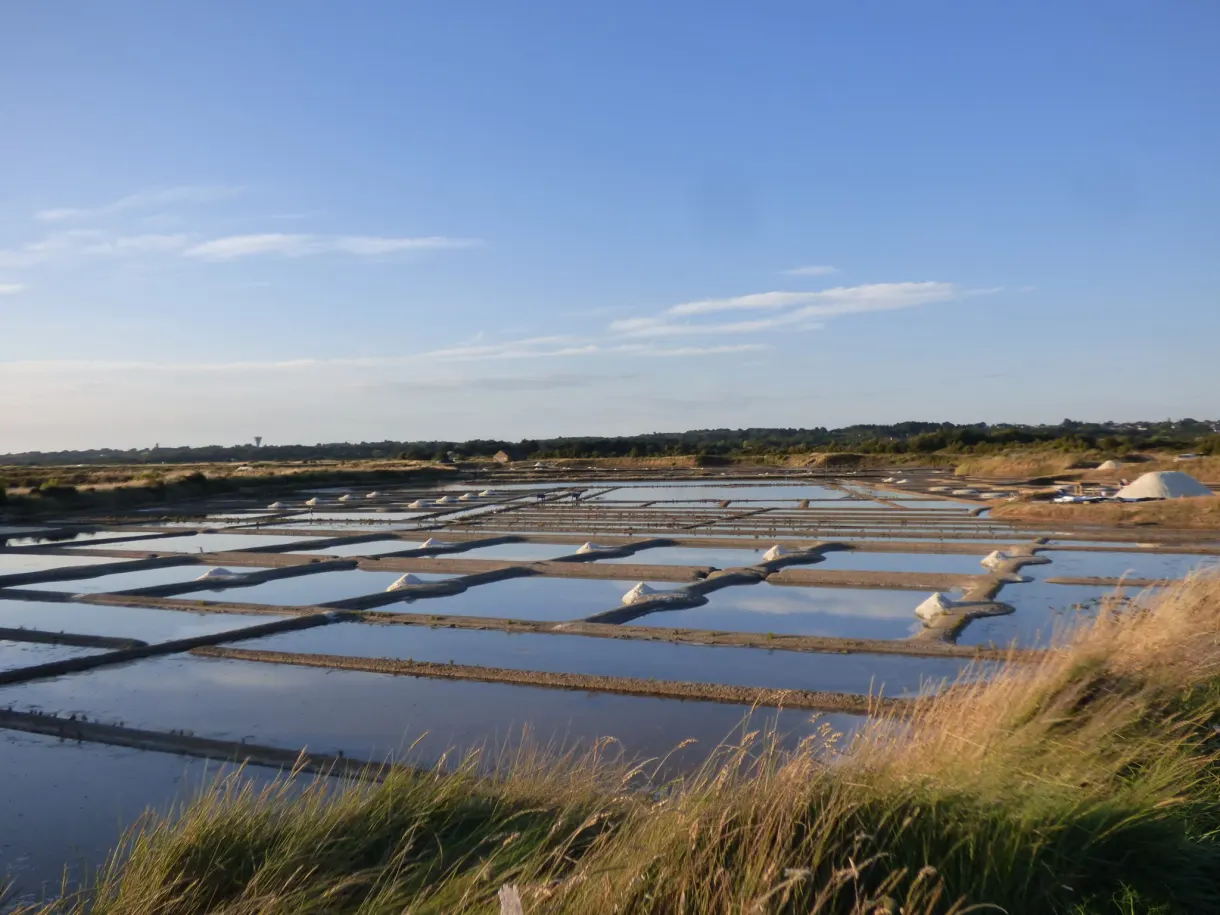 Wild grasses in the foreground of the shallow basins