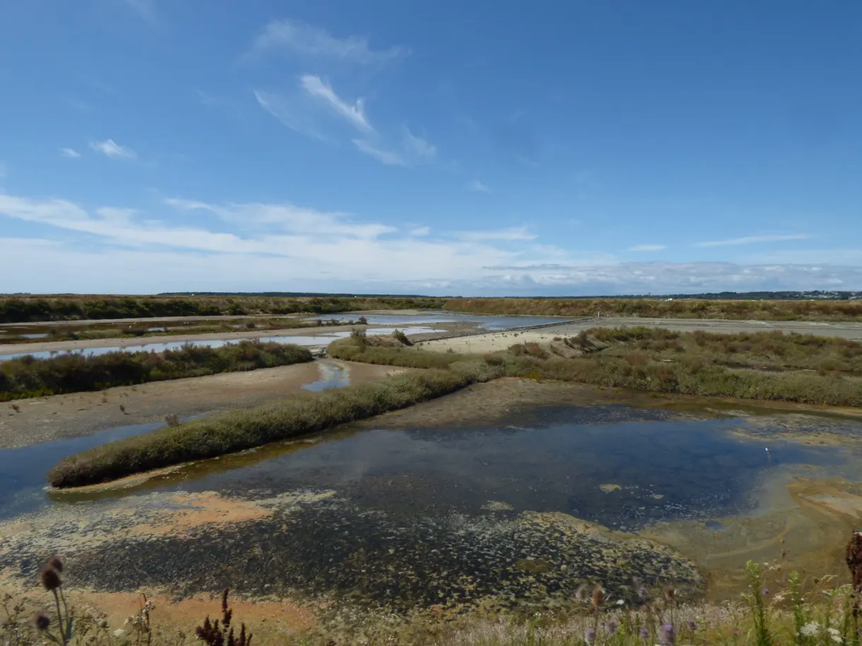 Expanse of marsh and low vegetation under a vast sky