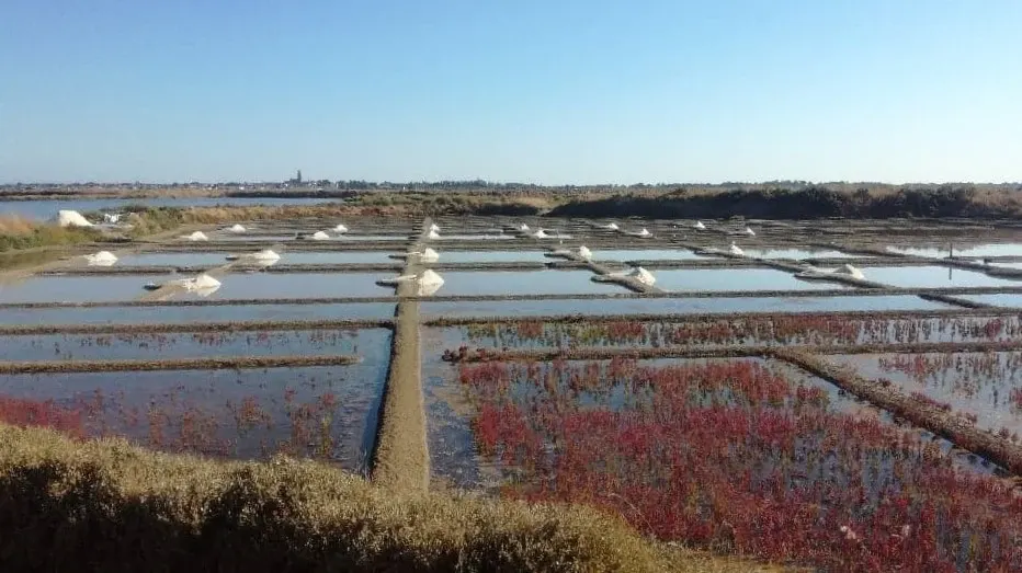 Red glasswort edging the basins of a salt marsh