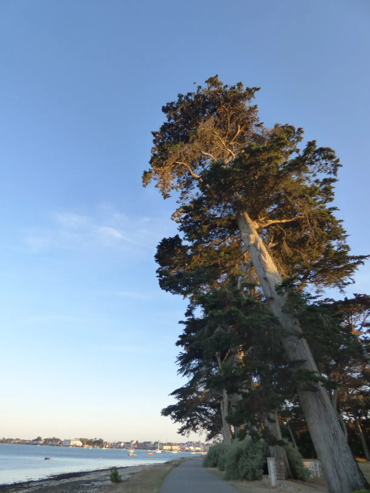 Pine leaning over the coastal path facing the bay