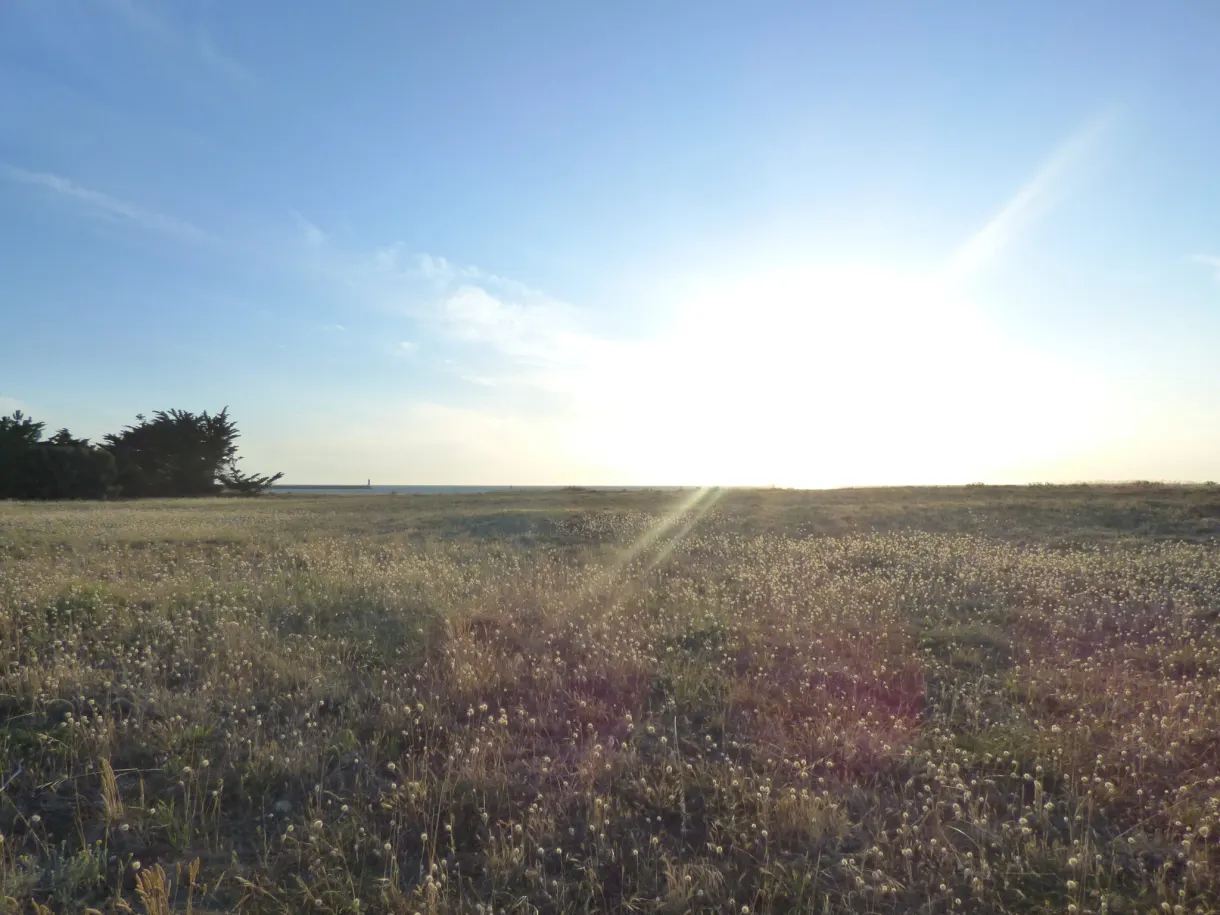Coastal meadow crossed by a raking light