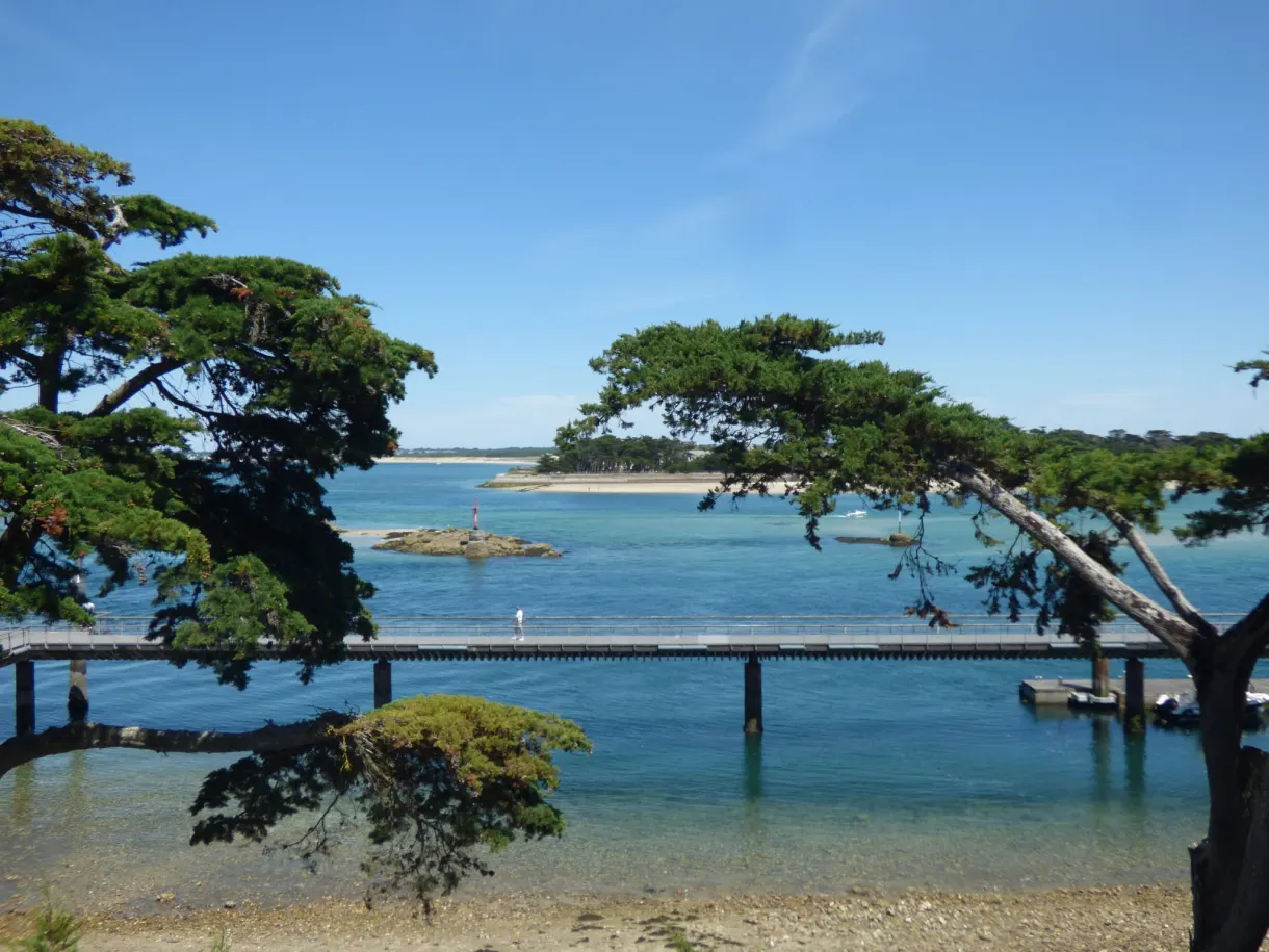 Twisted pines overhanging a pontoon and crystal clear water