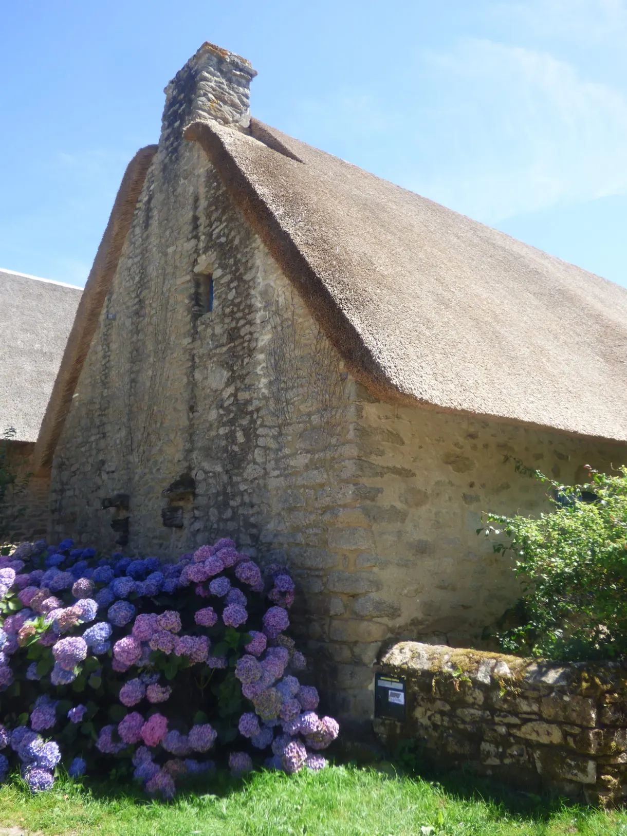Mauve hydrangeas at the foot of a stone cottage