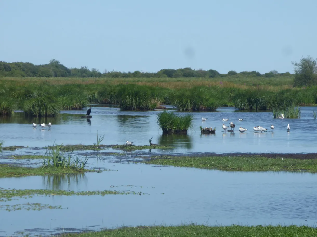 White birds settled on the still waters of the marsh