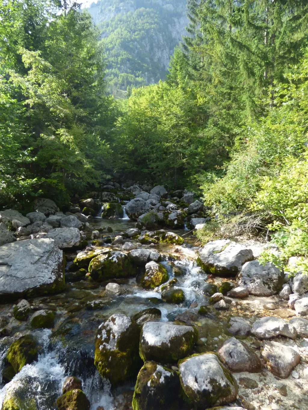 Torrent rushing down between mossy rocks and fir trees