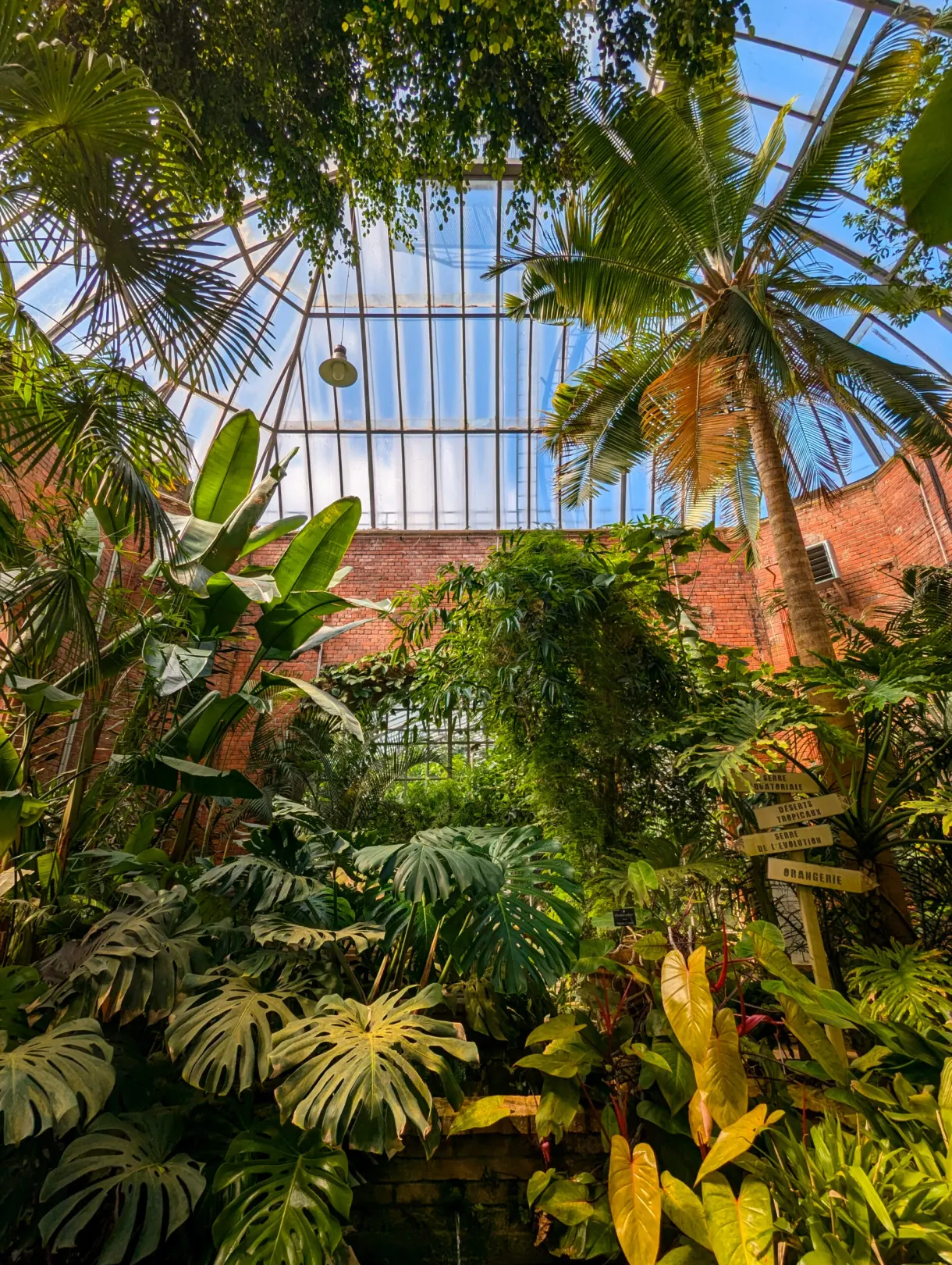 Monstera et palmiers sous la verrière de la serre tropicale du jardin botanique