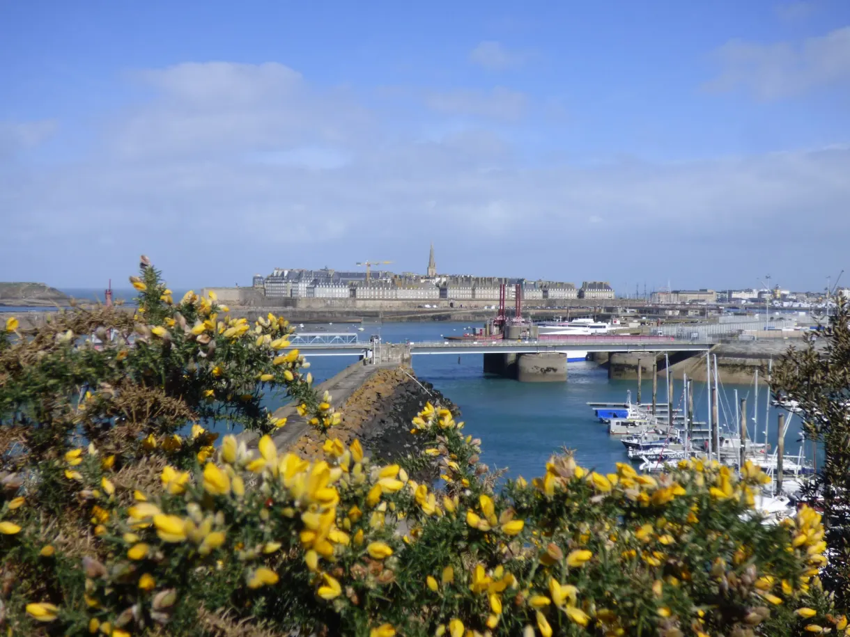 Ajoncs en fleurs jaunes surplombant le port et la ville close