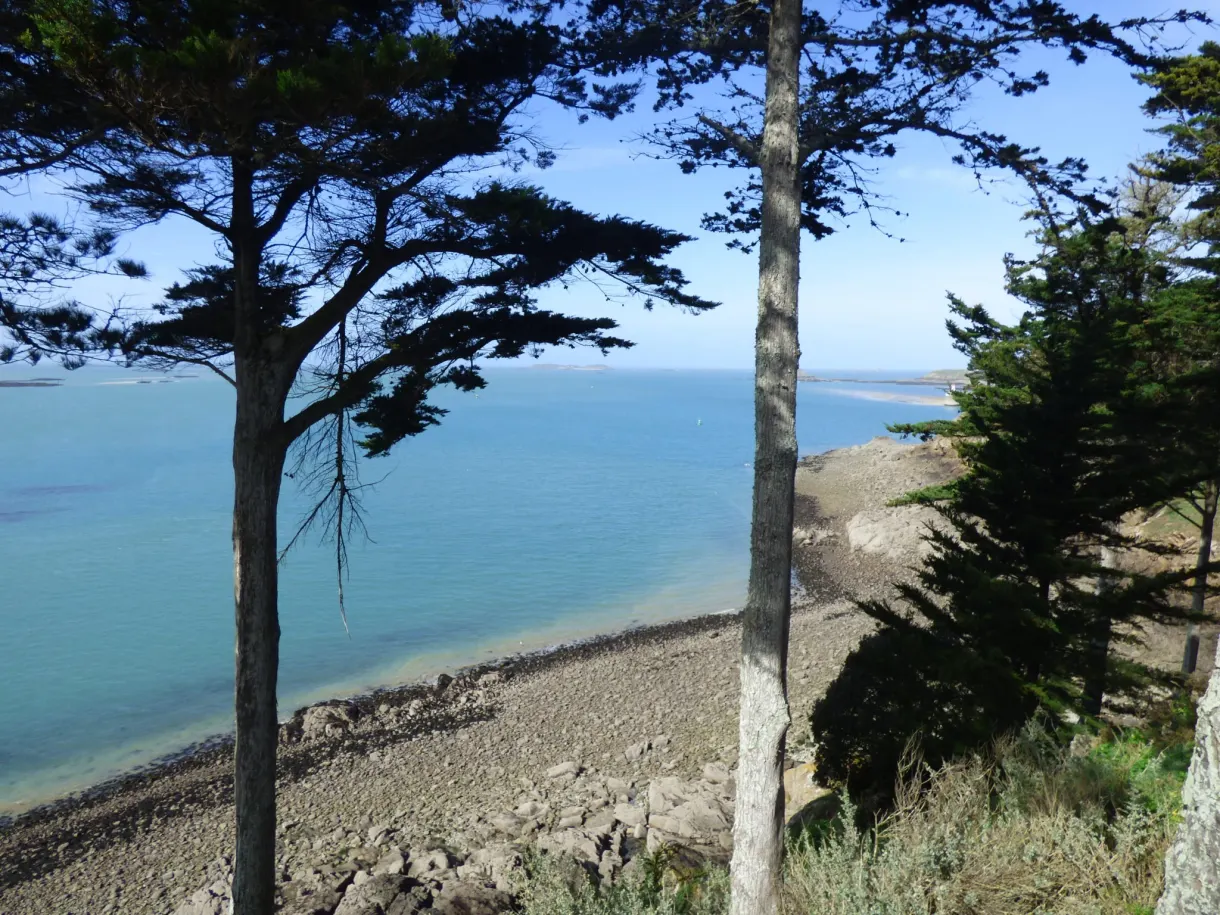 Pins penchés au-dessus d'une plage aux eaux turquoise