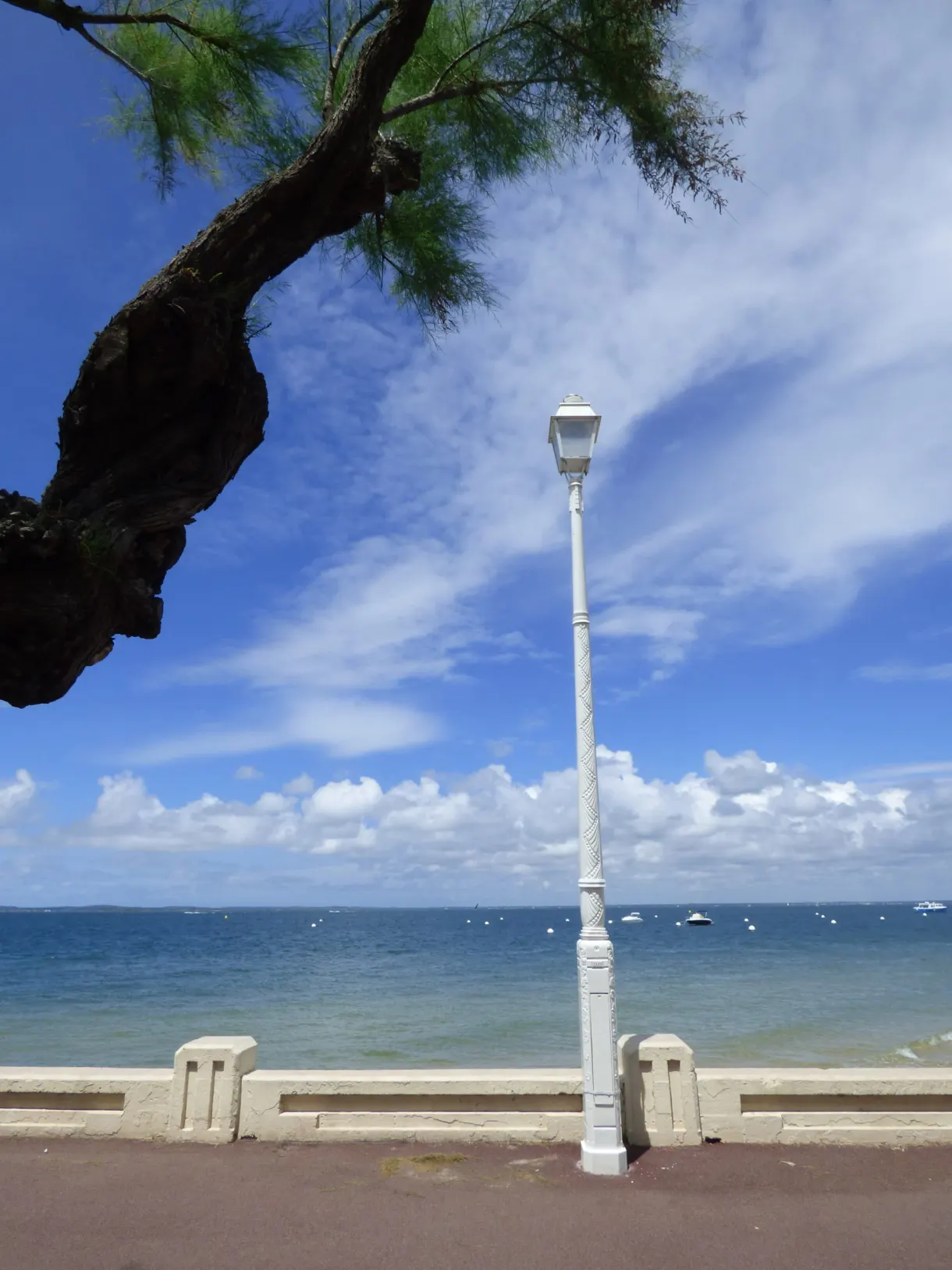 Seafront street lamp beneath a pine branch
