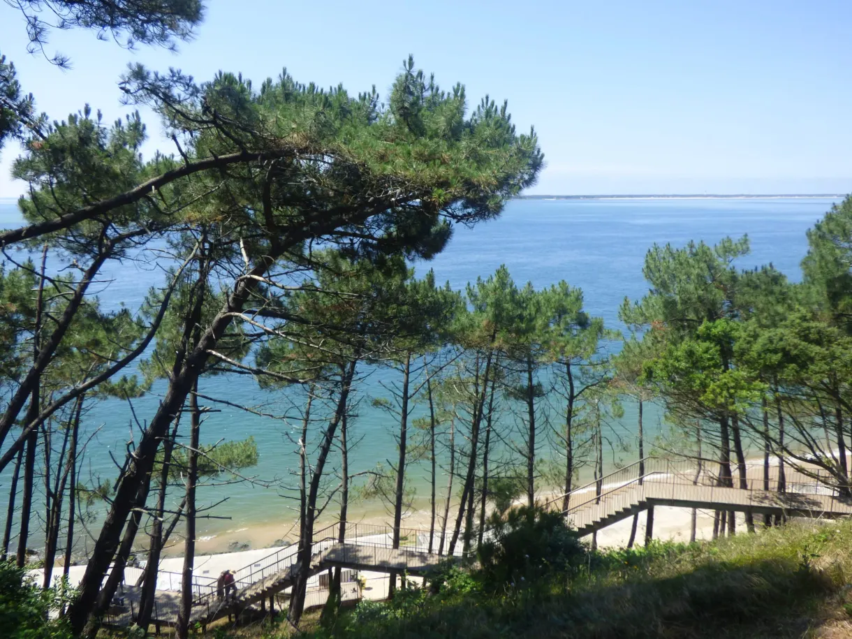 Umbrella pines leaning over a quiet beach