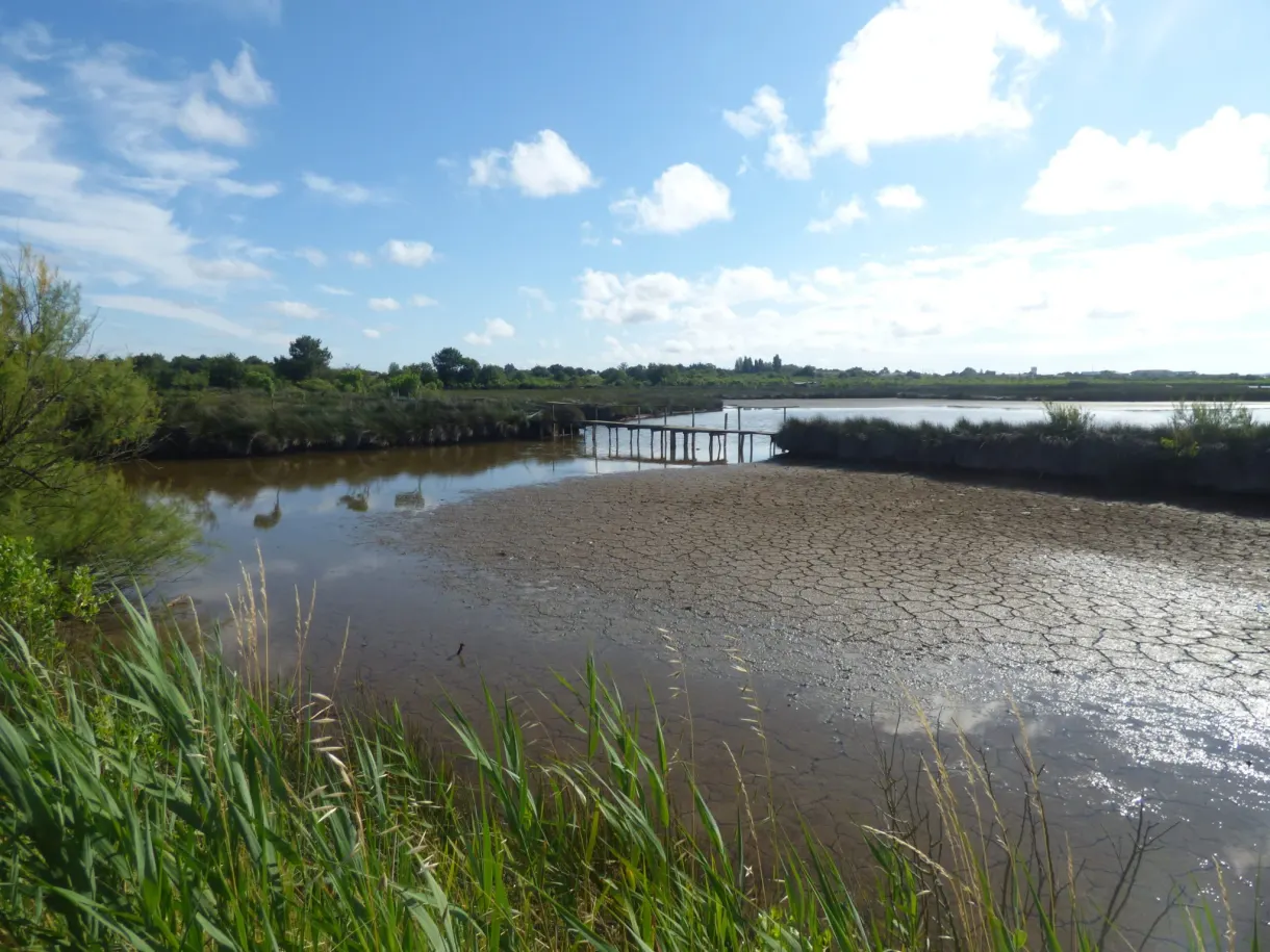 Reed bed and stretch of water in the bird reserve