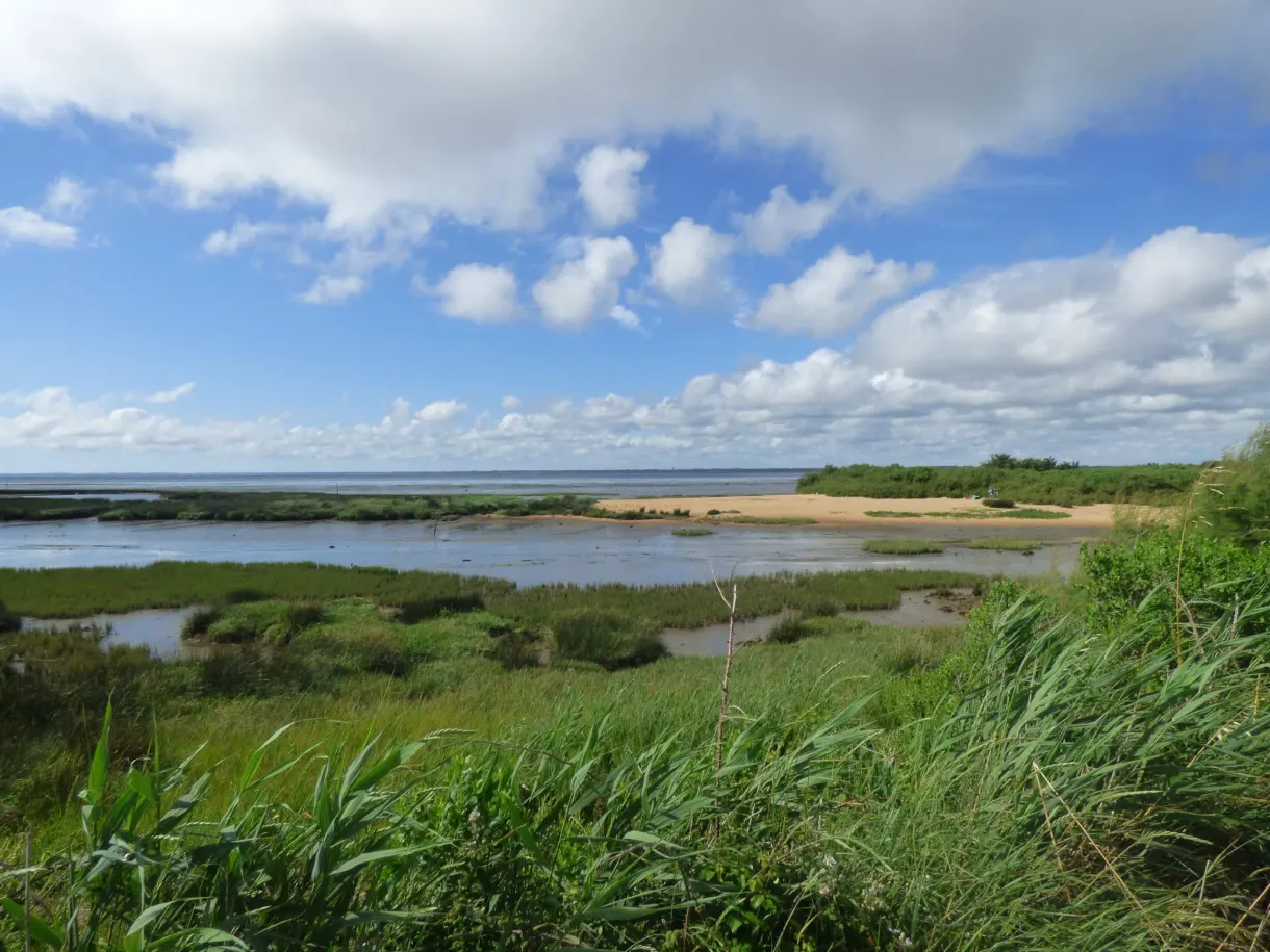 Marsh and tall grasses under a cloudy sky