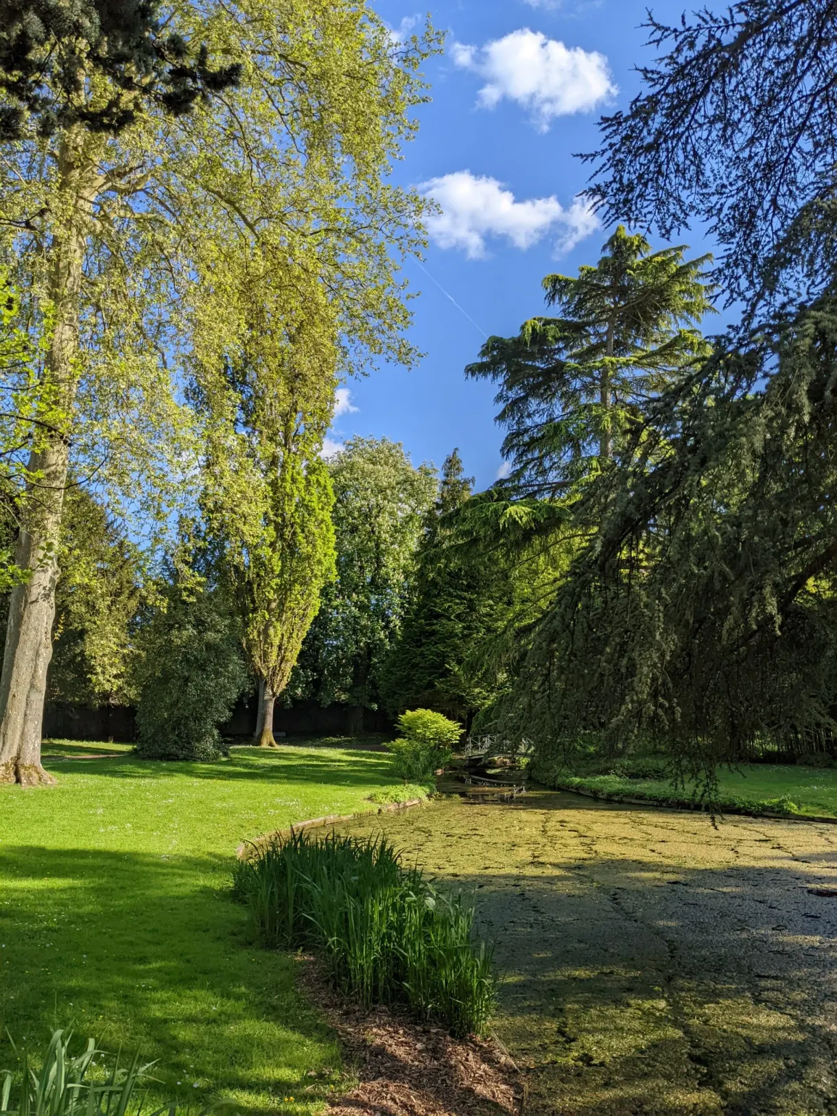 Grands arbres et pelouse tondue du jardin d'horticulture